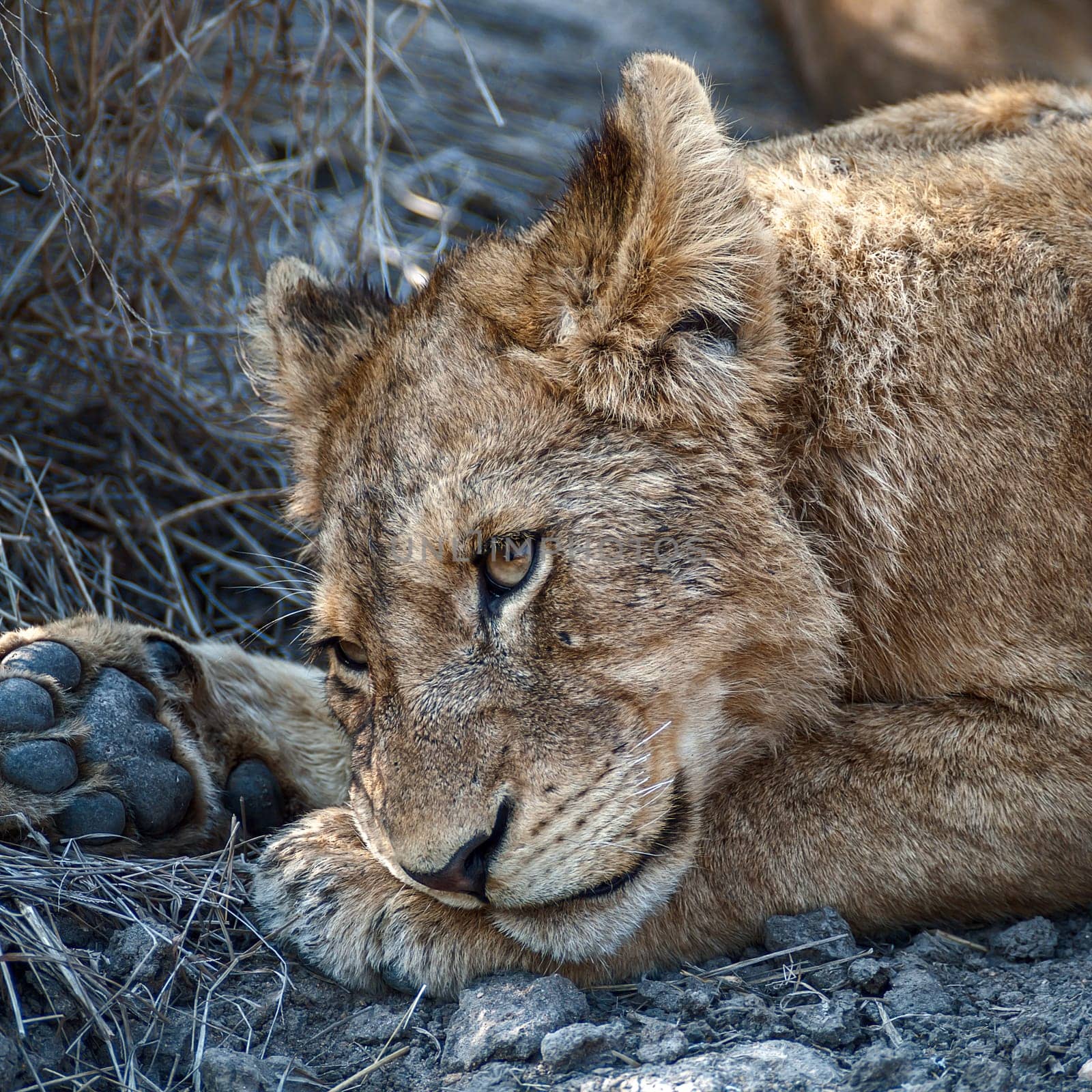 Lion (Panthera leo) South Africa, Mpumalanga, Timbavati Nature Reserve