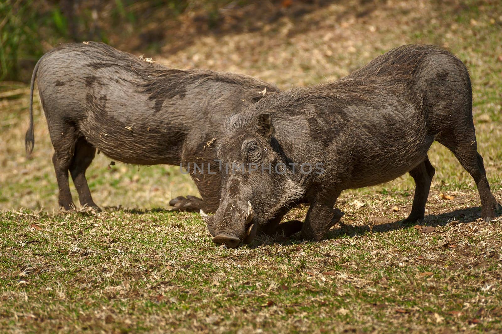 Warthog (Phacochoerus aethiopicus) South Africa, Mpumalanga, Timbavati Nature Reserve