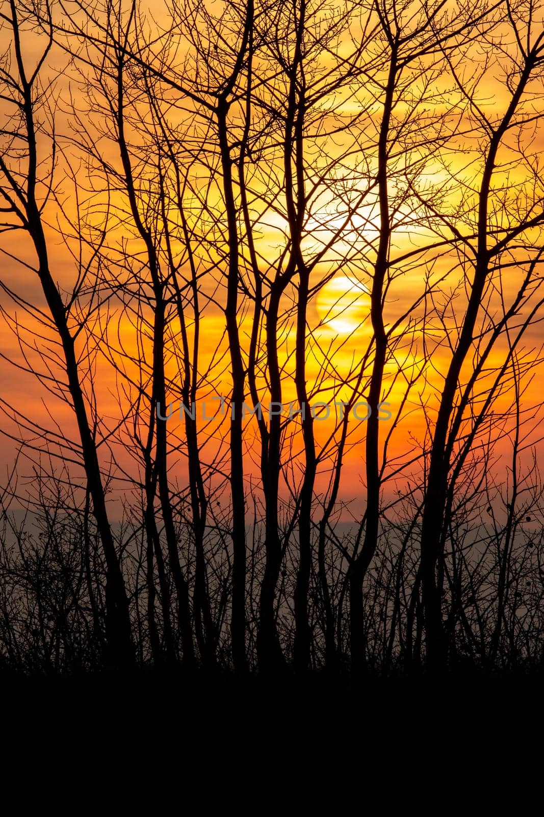 Beautiful sunset landscape with trees. by Digoarpi