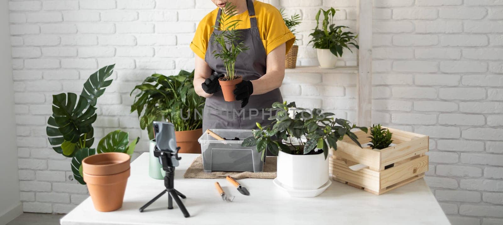 Relaxing home gardening. Smiling middle aged woman in black gloves with potted plant records gardening video blog in modern house - blogging and florist vlog influencer.