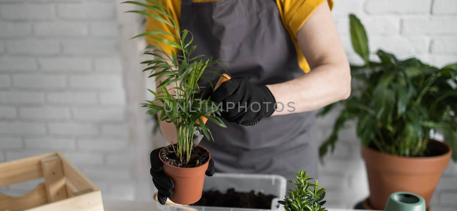 Banner Close-up spring houseplant care, repotting houseplants copy space. Waking up indoor plants for spring. Female is transplanting plant into new pot at home. Gardener transplant green plant by Satura86