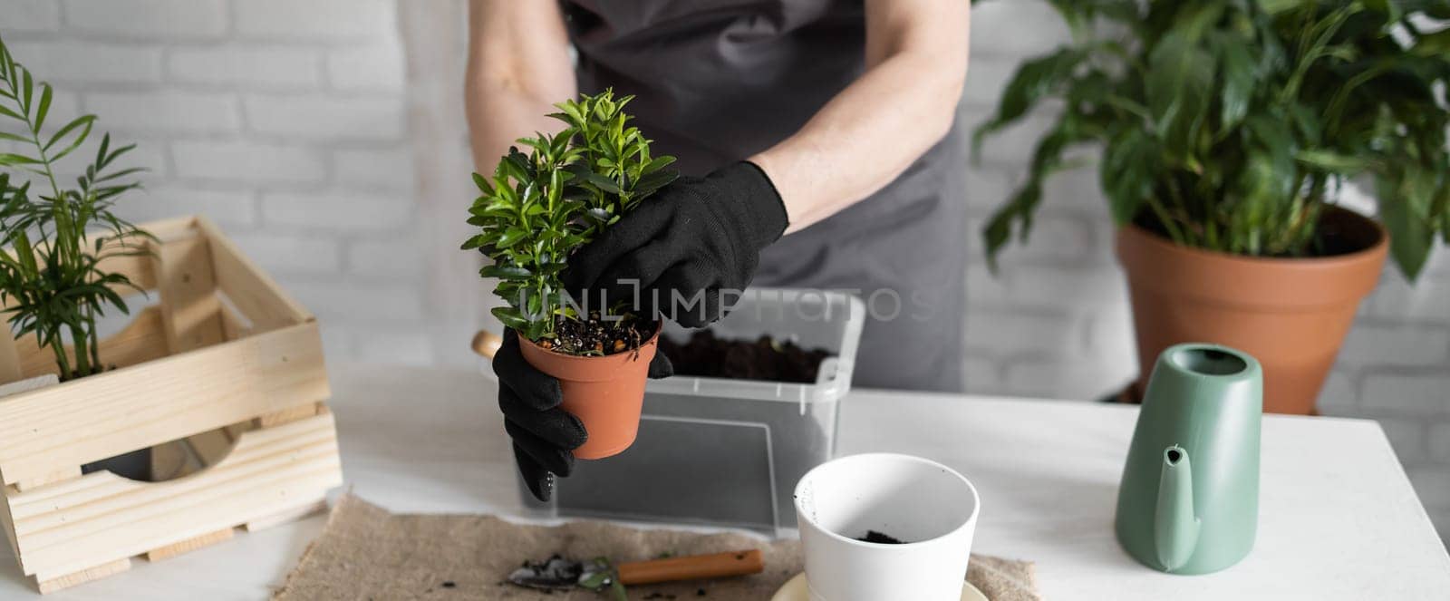 Close-up banner spring houseplant care, repotting houseplants copy space. Waking up indoor plants for spring. Female is transplanting plant into new pot at home. Gardener transplant green plant by Satura86