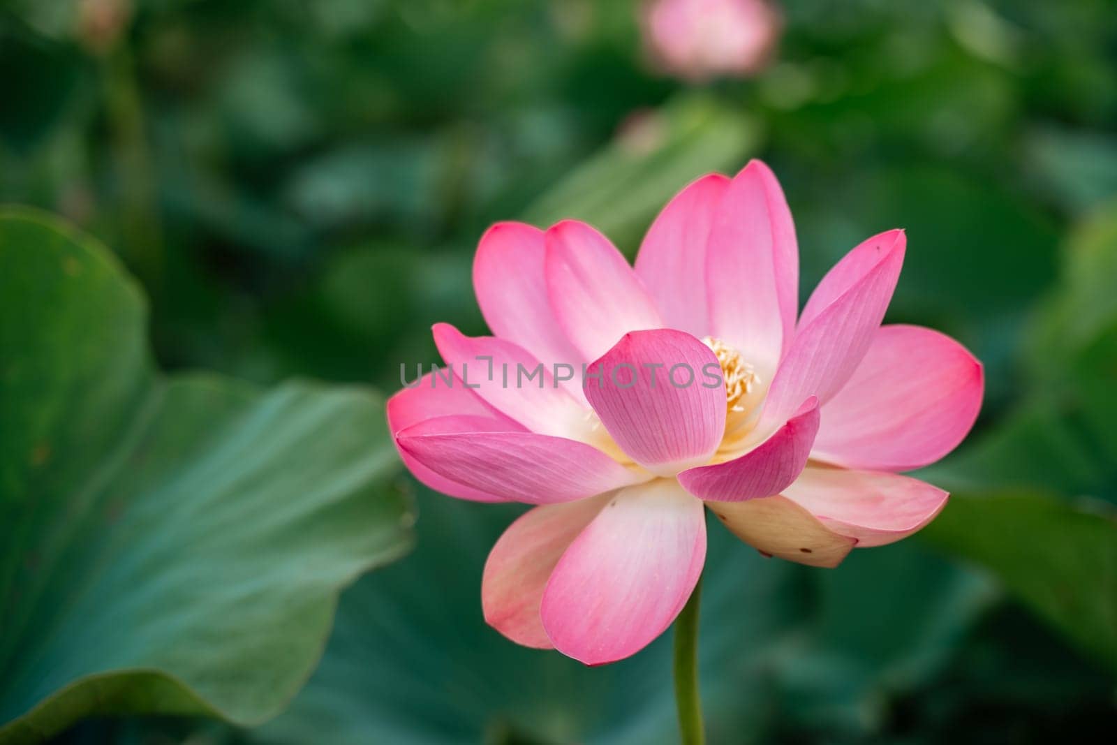 A pink lotus flower sways in the wind, Nelumbo nucifera. Against the background of their green leaves. Lotus field on the lake in natural environment