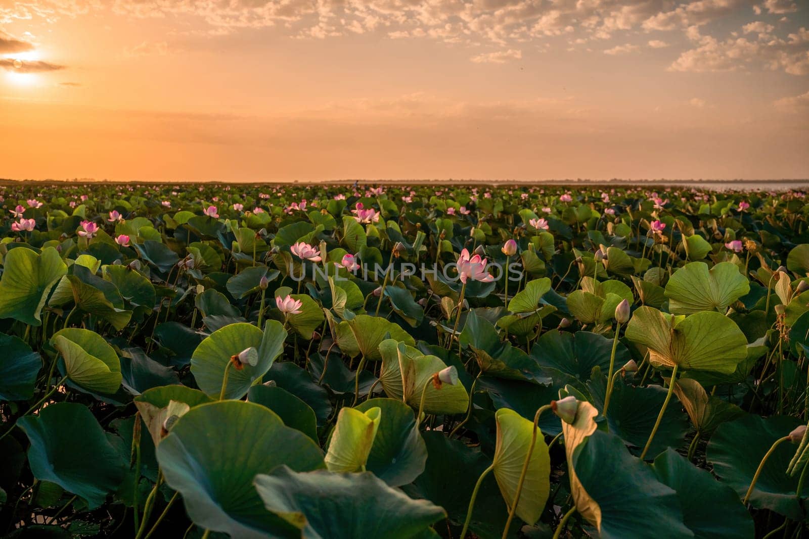 Sunrise in the field of lotuses, Pink lotus Nelumbo nucifera sways in the wind. Against the background of their green leaves. Lotus field on the lake in natural environment. by Matiunina