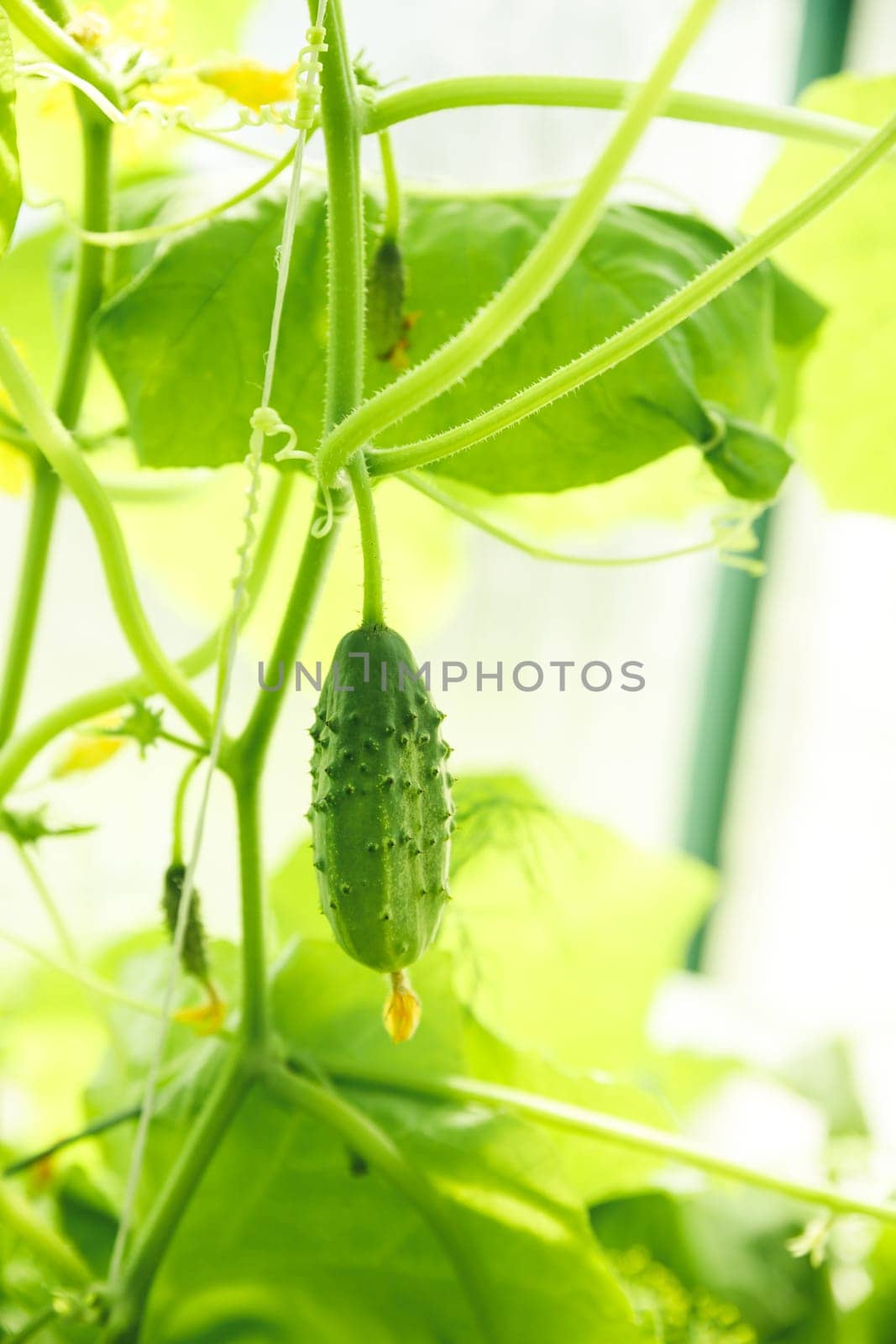 cucumbers growing in a greenhouse, healthy vegetables without pesticide, organic product. copy space