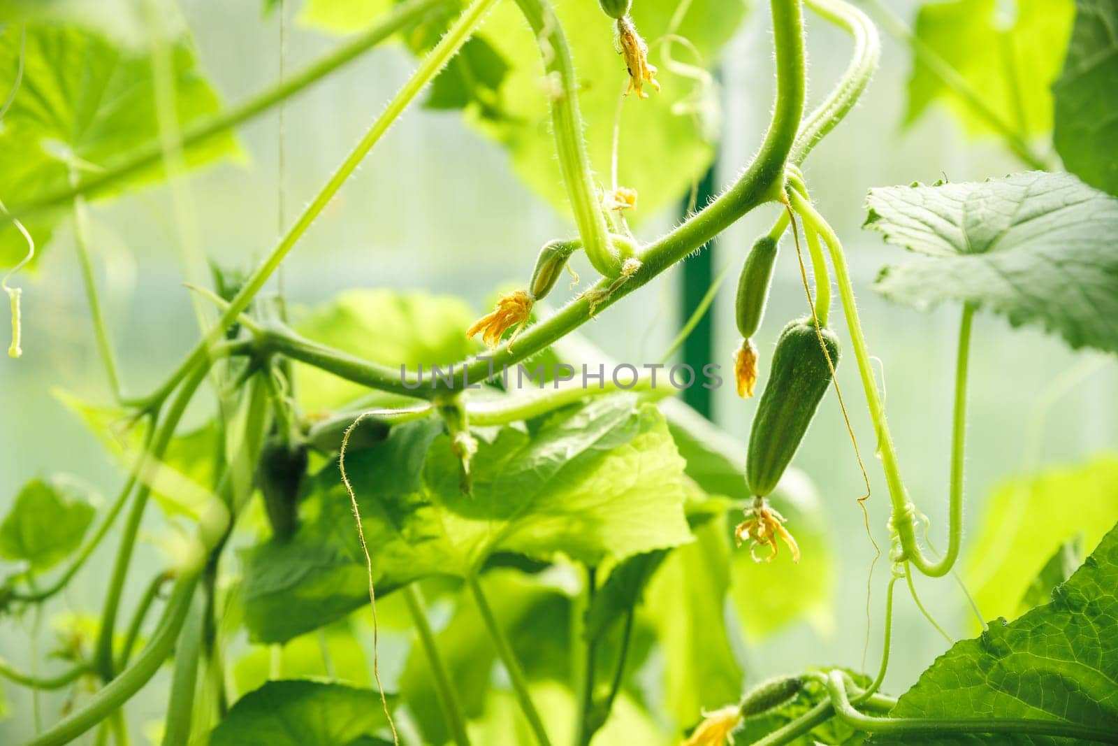 cucumbers growing in a greenhouse, healthy vegetables without pesticide, organic product. copy space