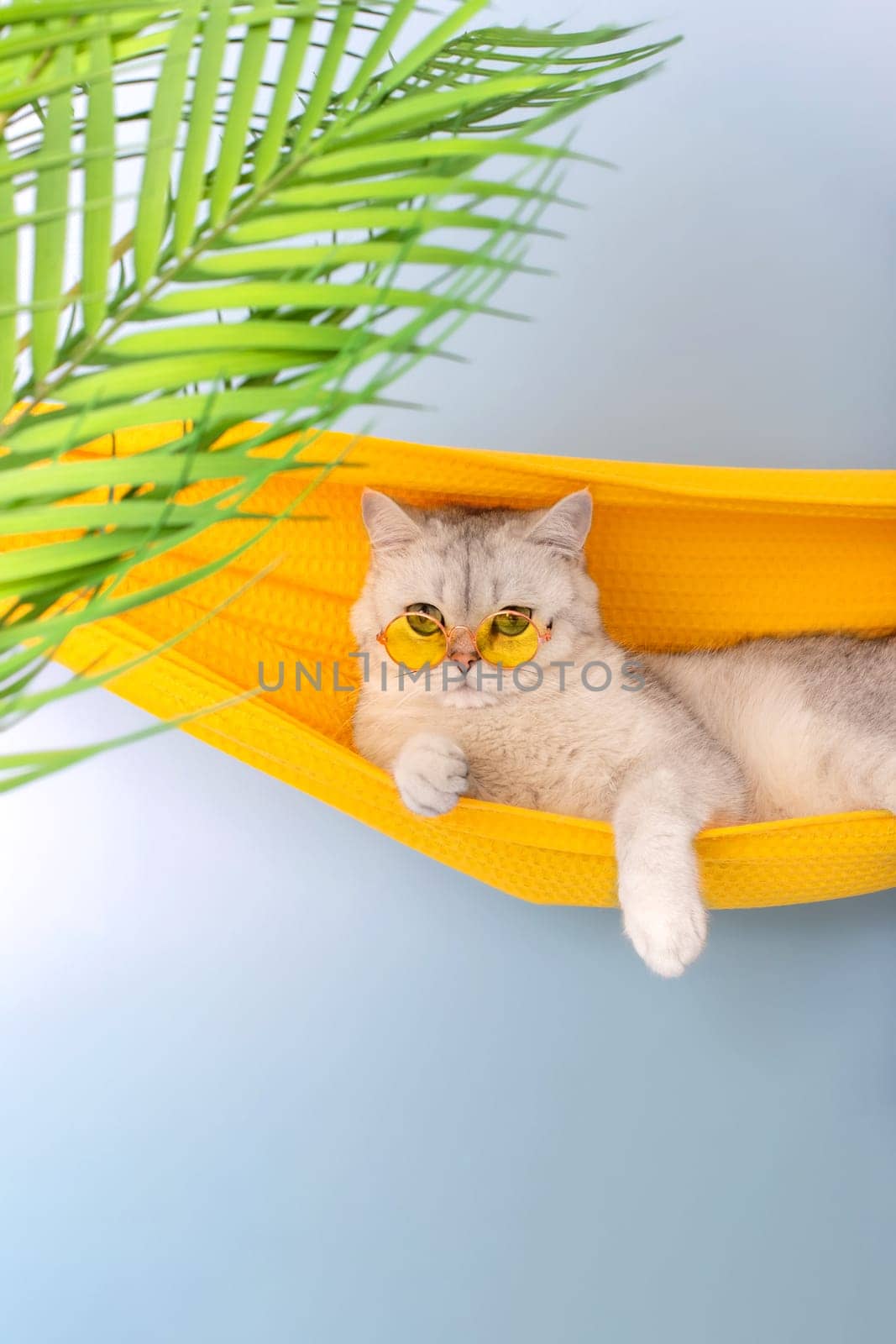 Stylish white british cat in a yellow glasses lie in a yellow fabric hammock, on a light blue background, with leaves of a palm tree, looking at camera. Vertical. Copy space