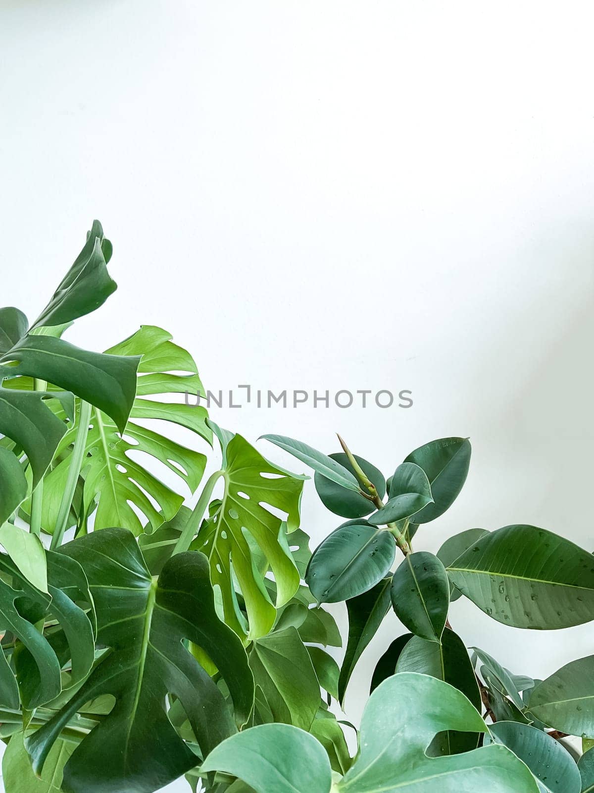 Monstera deliciosa plant and ficus on white background. Stylish and minimalistic by Lunnica