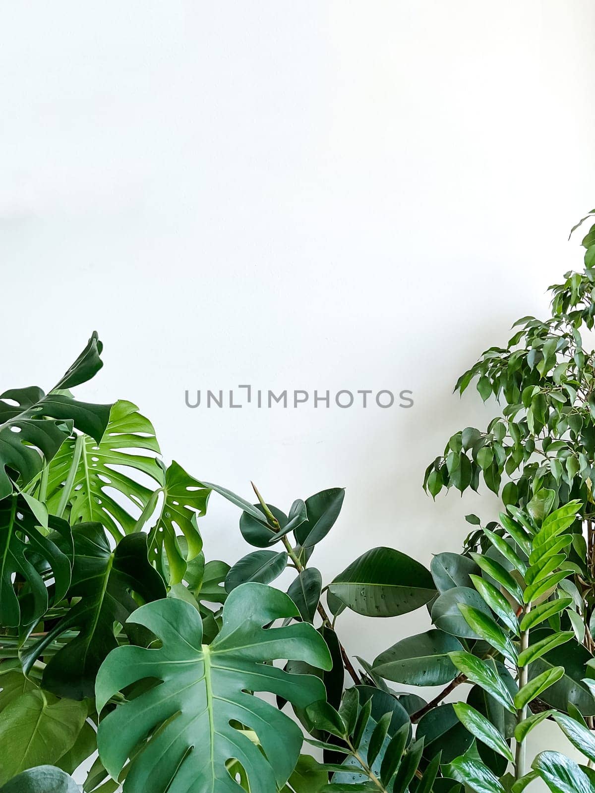 Plant Monstera deliciosa, zamiokulkas and ficus on white background. minimalism by Lunnica