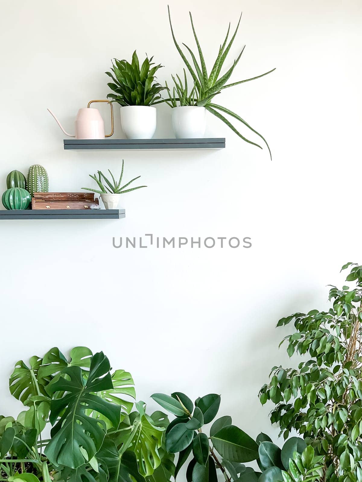 Monstera deliciosa, zamioculcas and ficus on white background. Shelves on the wall with plants, watering can and incense. Stylish and minimalistic urban jungle interior. Empty white wall, copy space