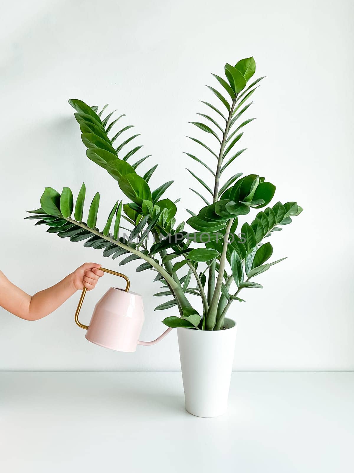 Cropped shot of a childs hand watering a home plant in a flower pot from a pink watering can on a white table. Houseplant care. Minimalist interior. High quality photo