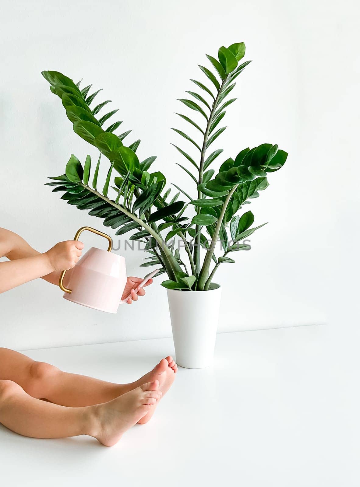 Cropped shot of childrens hands and feet watering a home plant in a flower pot from a pink watering can on a white table. Houseplant care. Minimalist interior. High quality photo