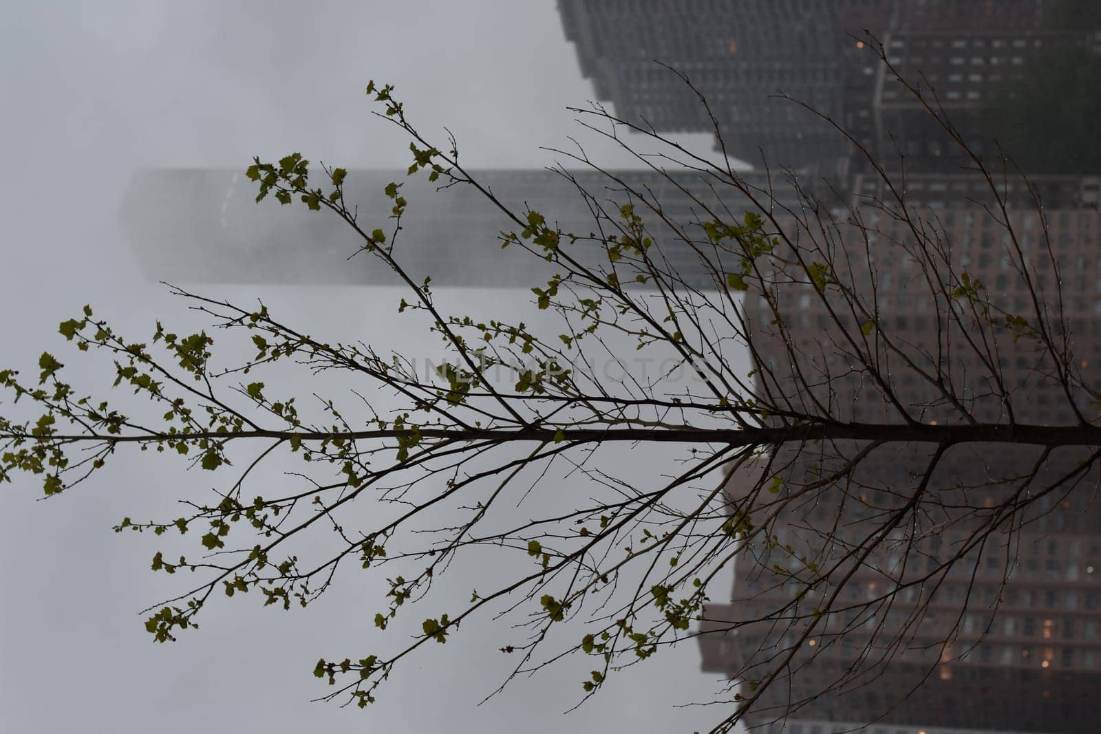 Tree in Front of a Skyscraper on a Rainy Day. High quality photo