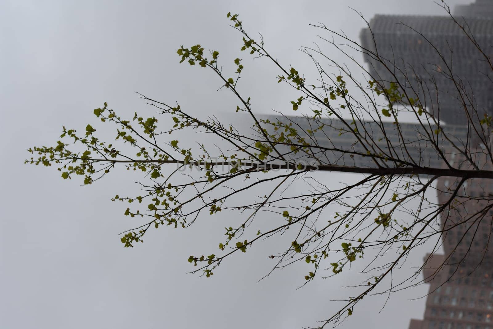 Tree in Line with a Skyscraper on a Rainy Day. High quality photo