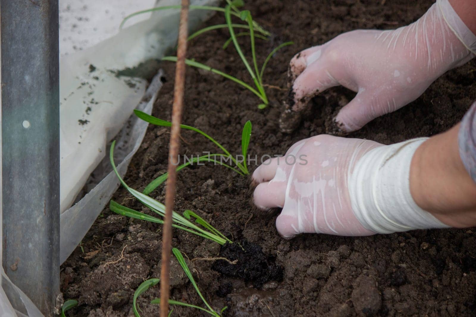 a woman farmer plants flower seedlings. Selective focus