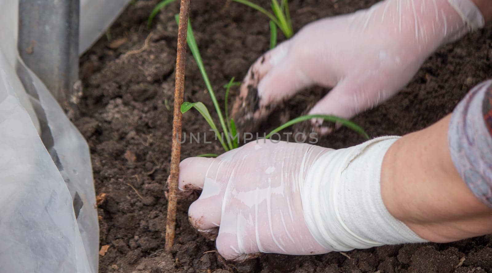 a woman farmer plants flower seedlings. Selective focus