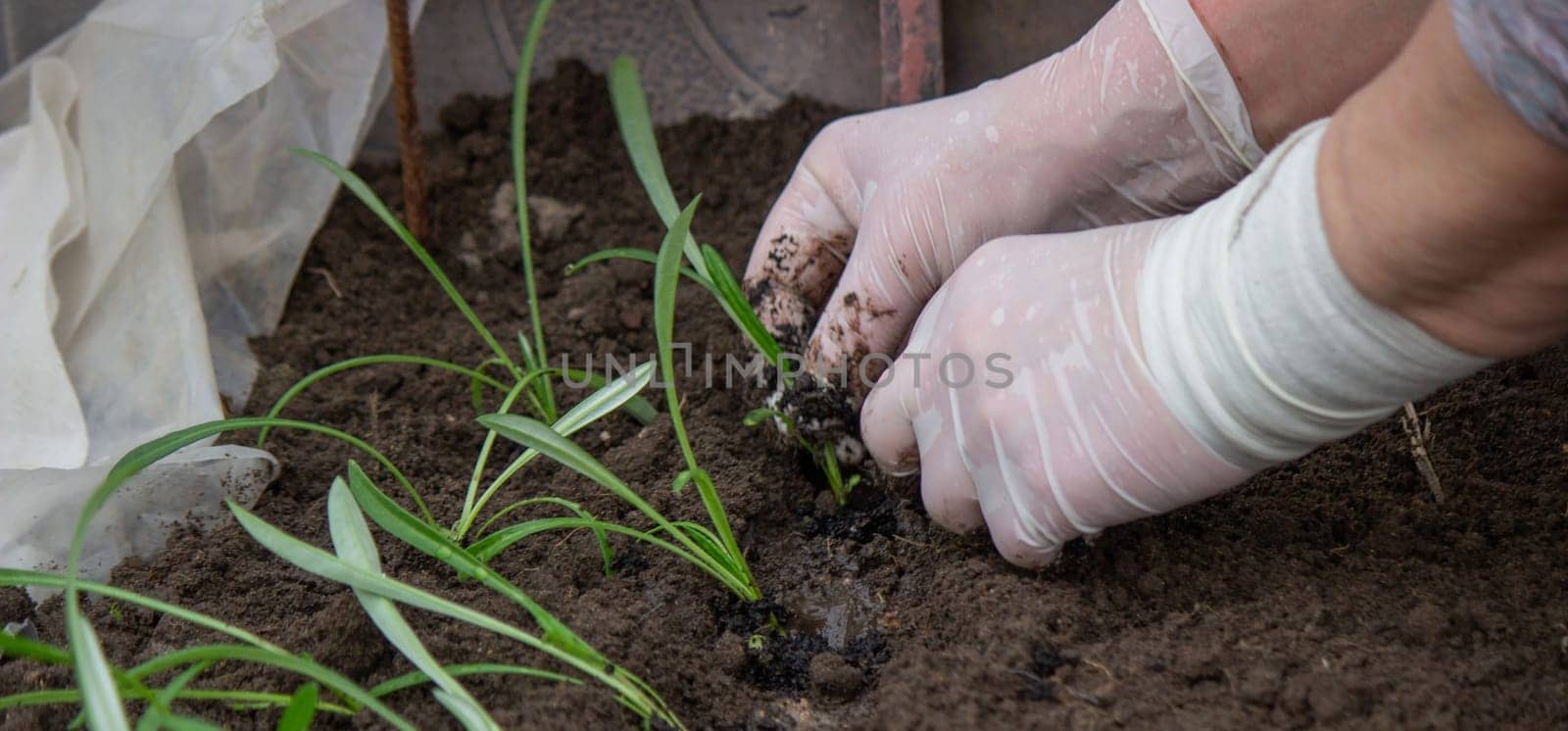 a woman farmer plants flower seedlings. Selective focus