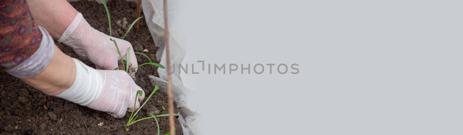 a woman farmer plants flower seedlings. Selective focus