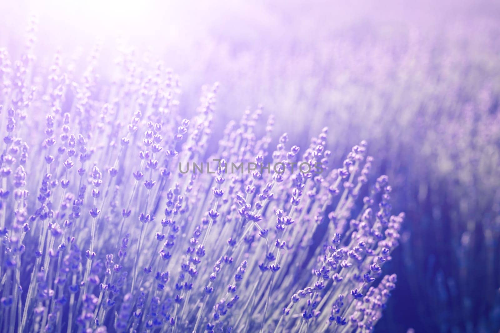 Lavender field banner. With soft light effect for floral background on horizontal web header or banner. by Matiunina