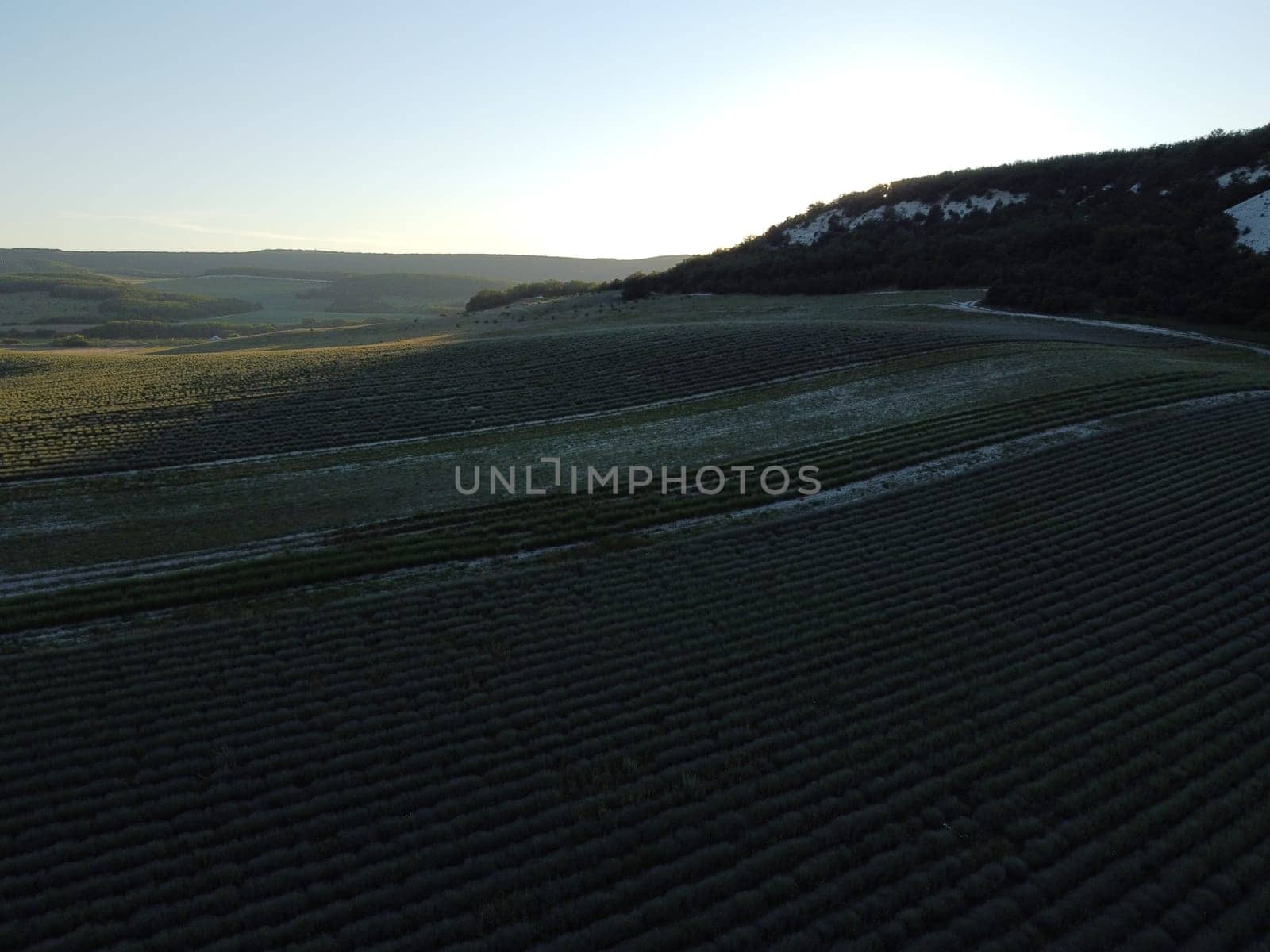 Lavender field with blooming flowers aerial view drone purple field against blue sky summer sun sunset. Lavender Oil Production. Lens flare. Field with lavender rows. Aromatherapy. Relax. Front view