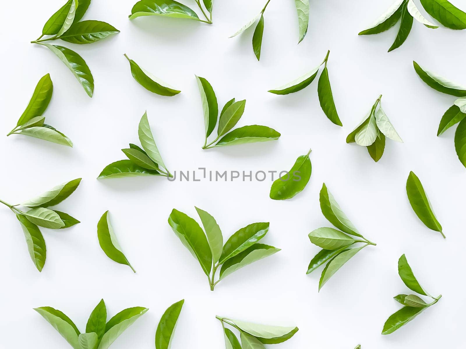 green leaves on a white background. Large fresh decorative leaves. by Lunnica