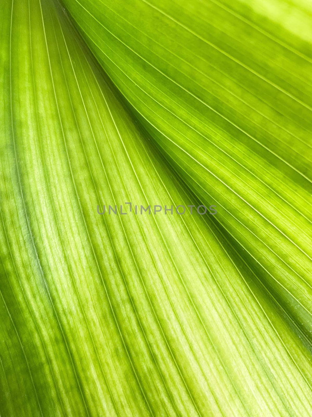 Green Leaf Texture background with light behind. by Lunnica