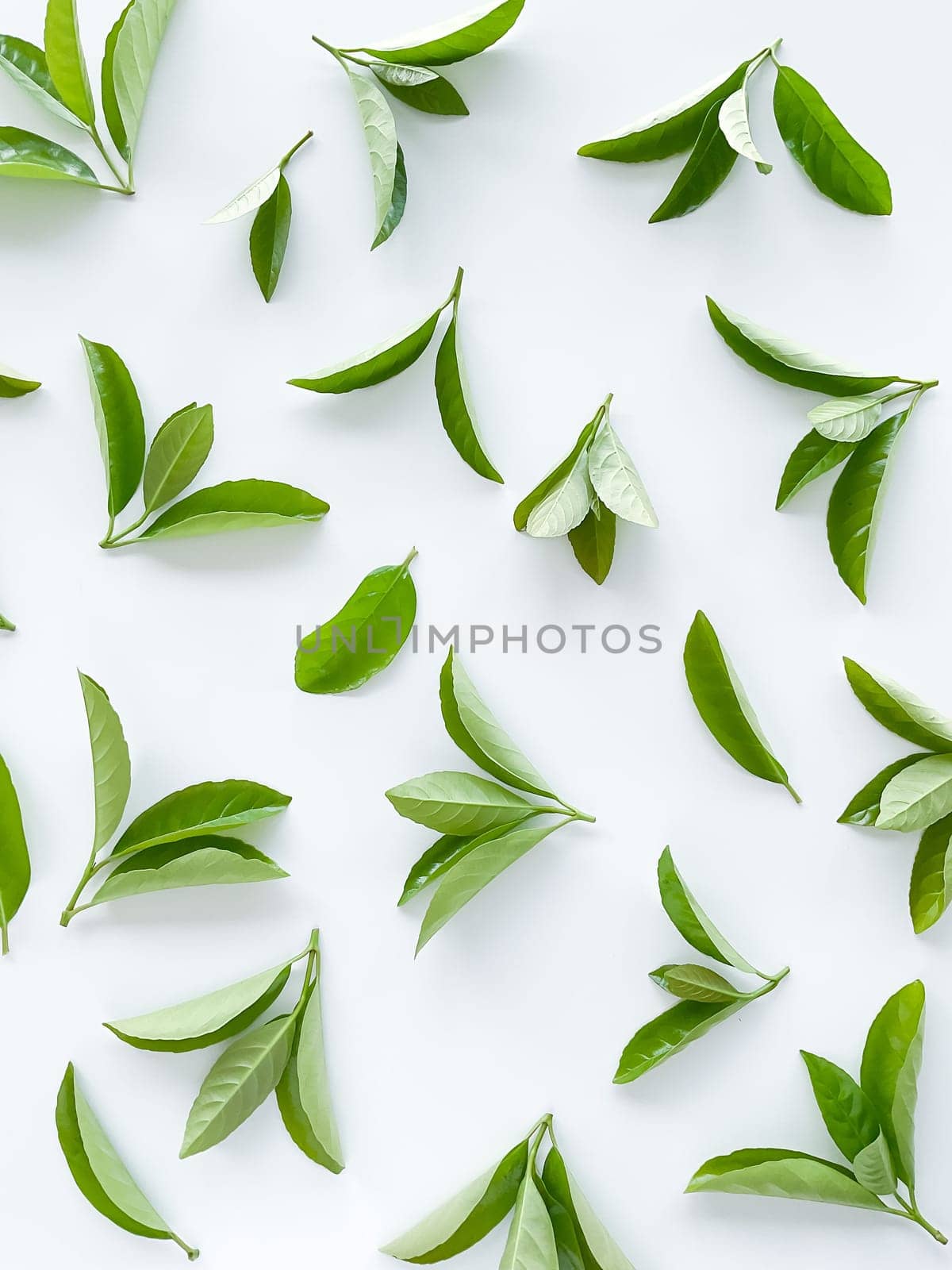 green leaves on a white background. Large fresh decorative leaves. by Lunnica