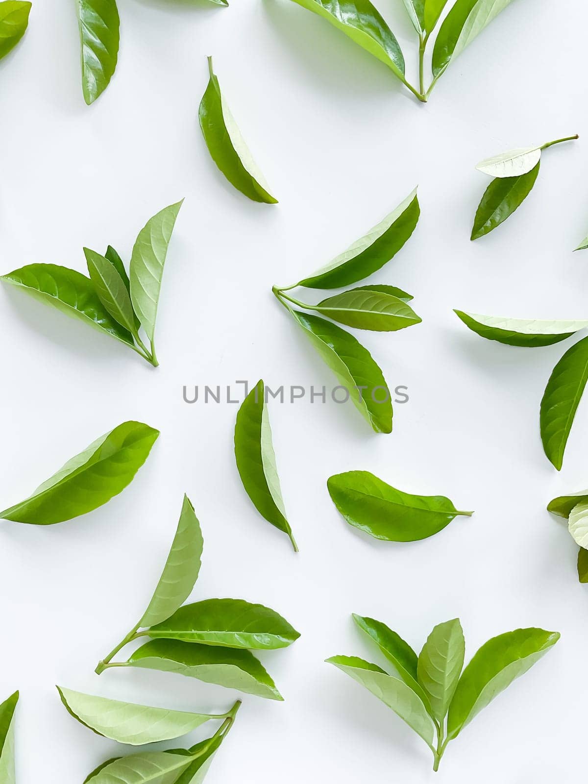 green leaves on a white background. Large fresh decorative leaves. High quality photo