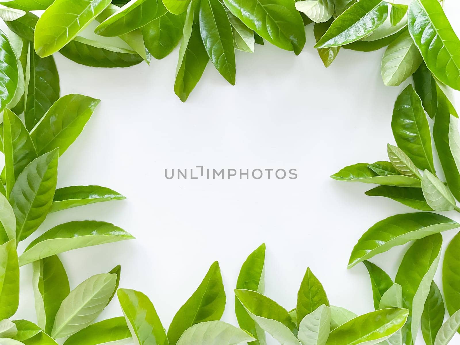 Frame of green leaves on a white background. View from above. High quality photo