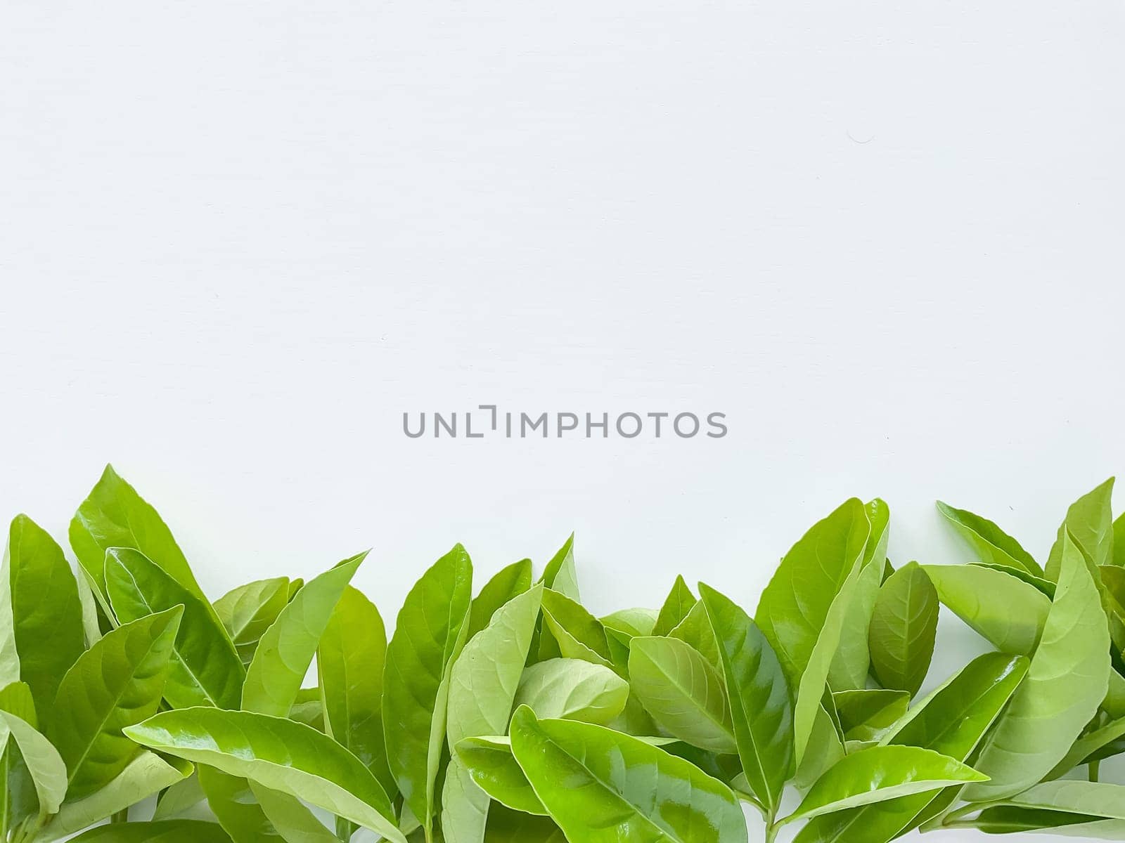 Green leaves at the bottom with empty space for text or inscription. Summer concept