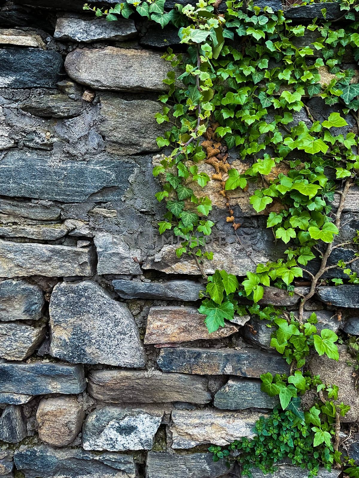 Climbing ivy on a brick wall. Green leaves and branches of ivy on a stone wall. by Lunnica