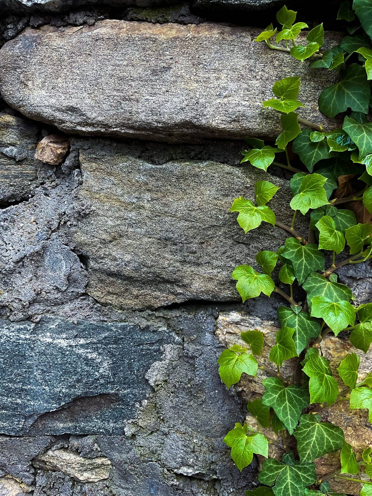 Climbing ivy on a brick wall. Green leaves and branches of ivy on a stone wall. by Lunnica