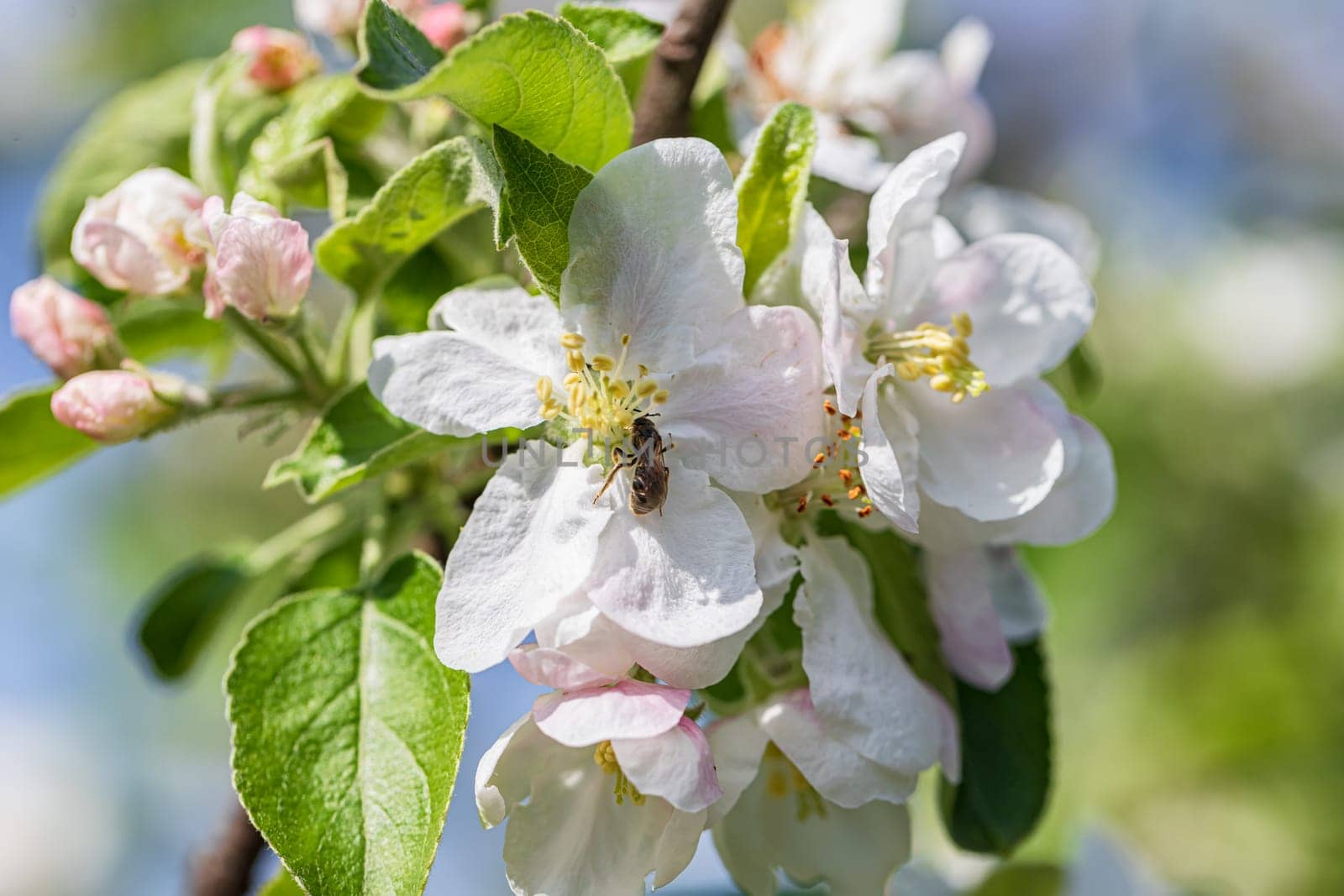 Bees collect pollen from the numerous white flowers of the apple tree