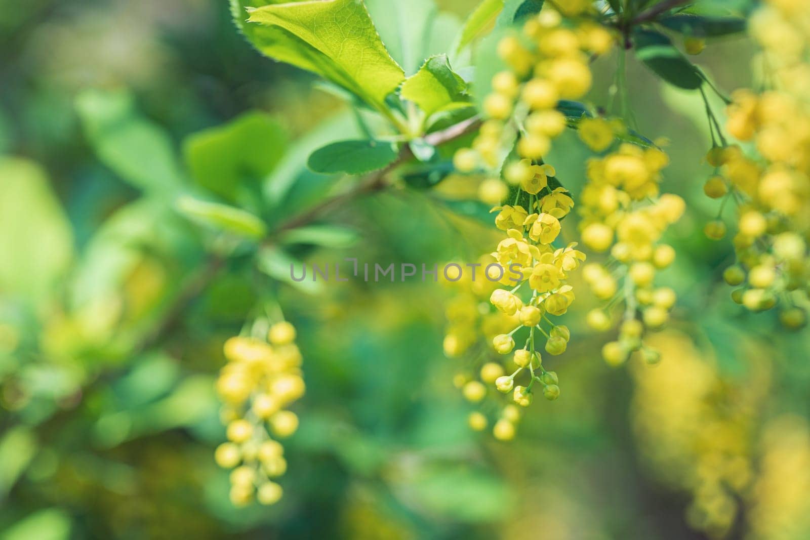 Small yellow bird cherry flowers blooming in the spring in the garden