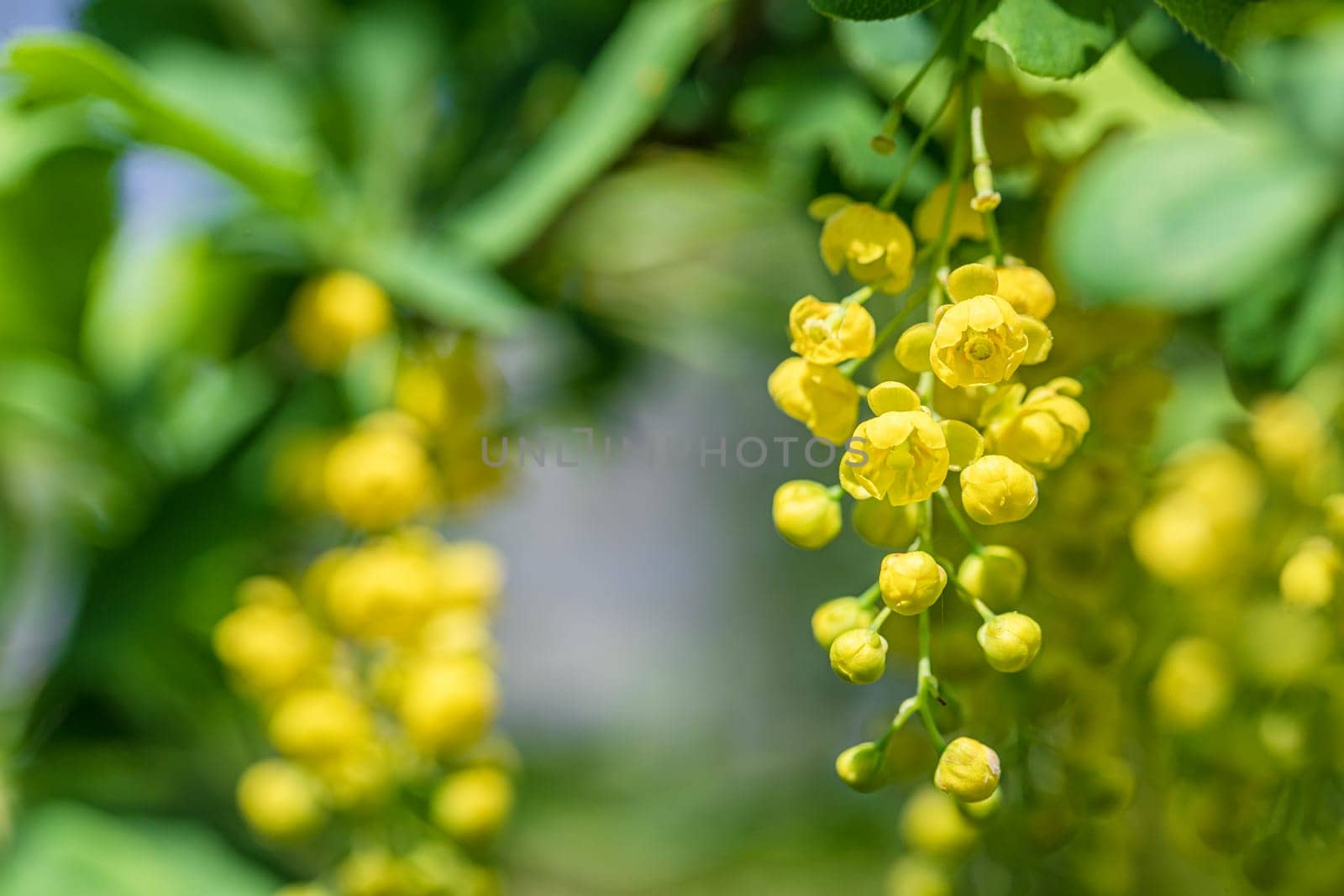 Small yellow currant flowers blooming in the spring in the garden