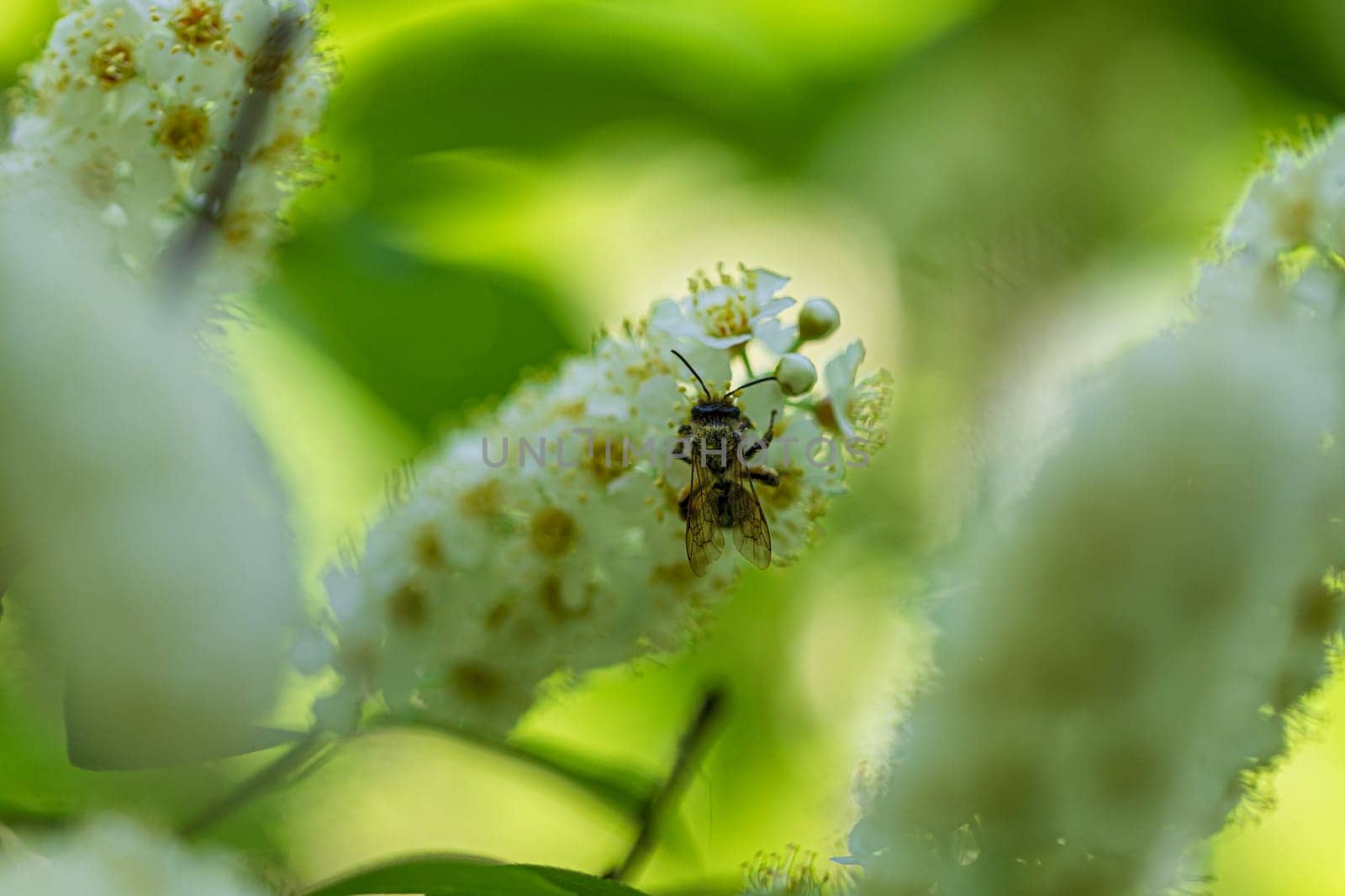 A bee covered with a yellow finger continues to collect nectar on a flowering bird cherry