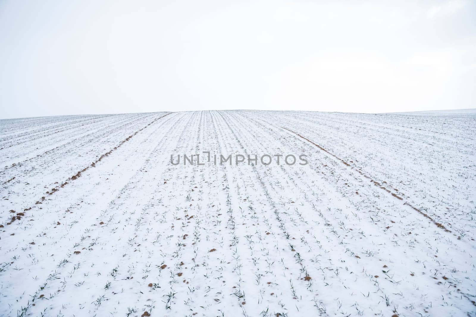 Green young sprouts of wheat, barley, rye under the layer of fresh snow in a spring