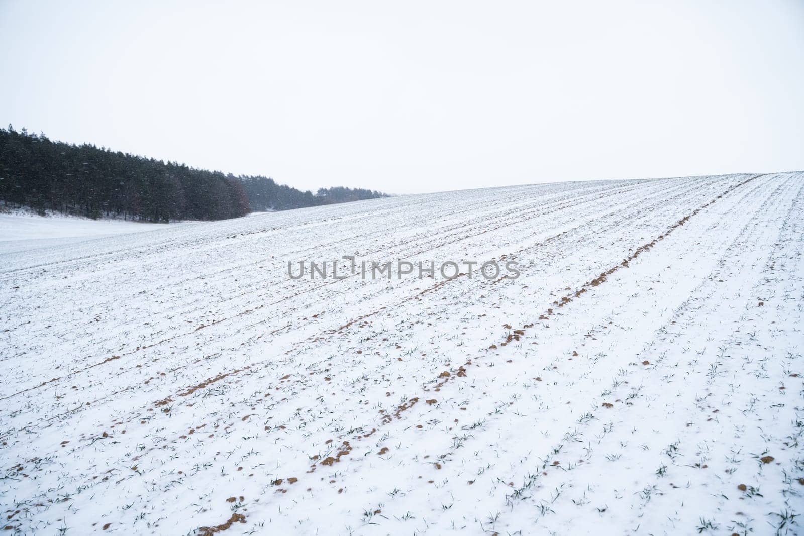 Landscape of wheat field covered with snow in winter season. Agriculture process with a crop cultures. by vovsht