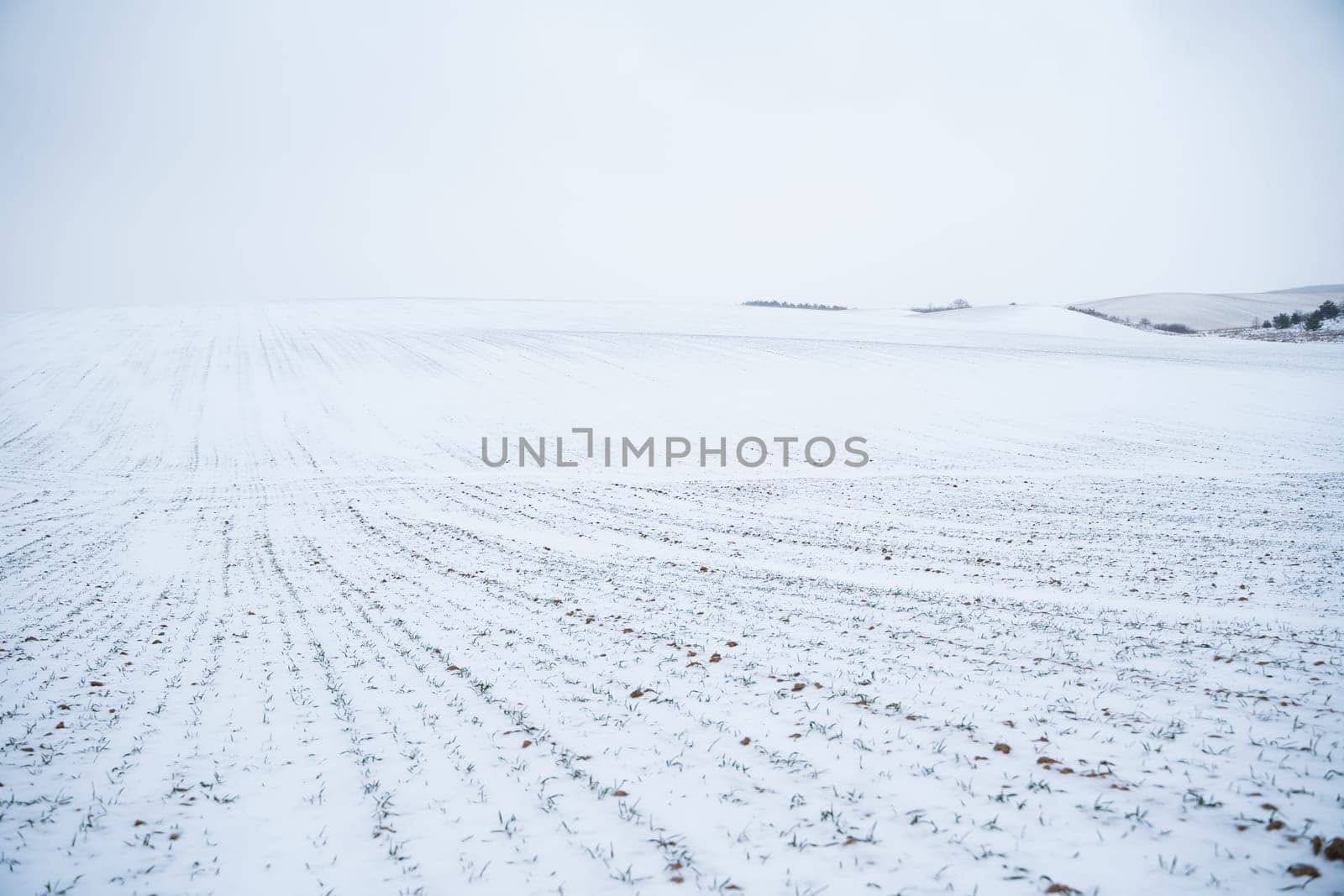 Landscape of wheat agricultural field covered with snow in winter season. Agriculture process with a crop cultures. by vovsht