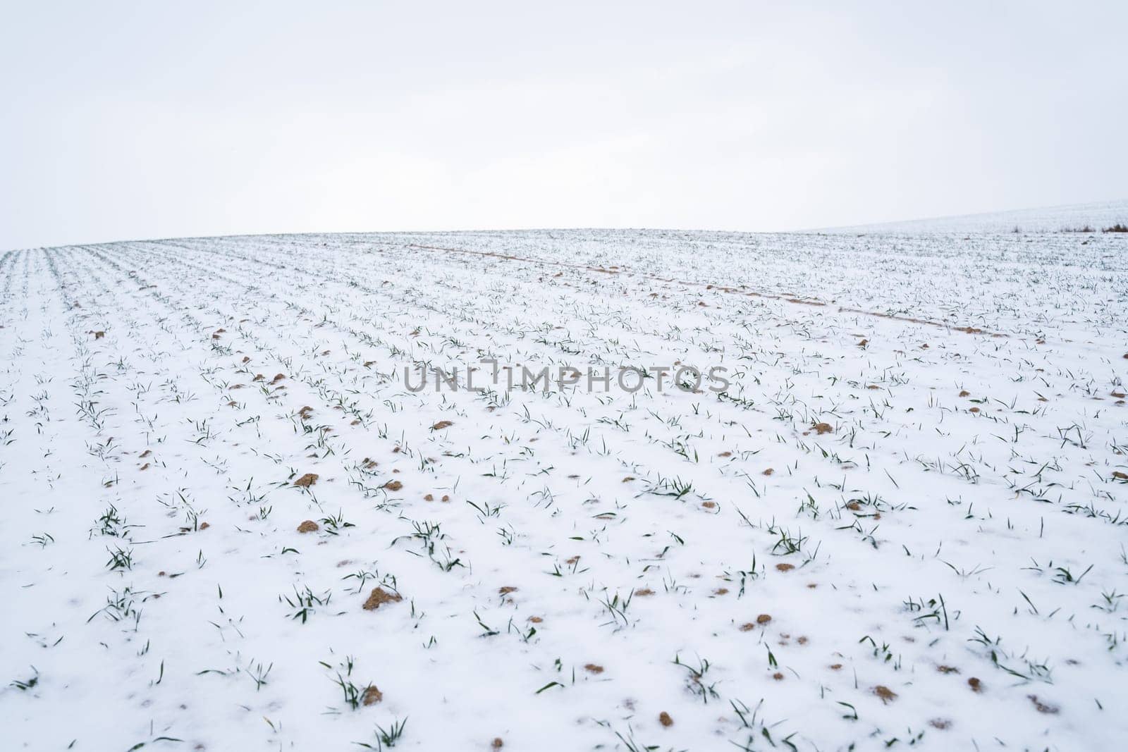 Wheat field covered with snow in winter season. Growing grain crops in a cold season. Agriculture process with a crop cultures