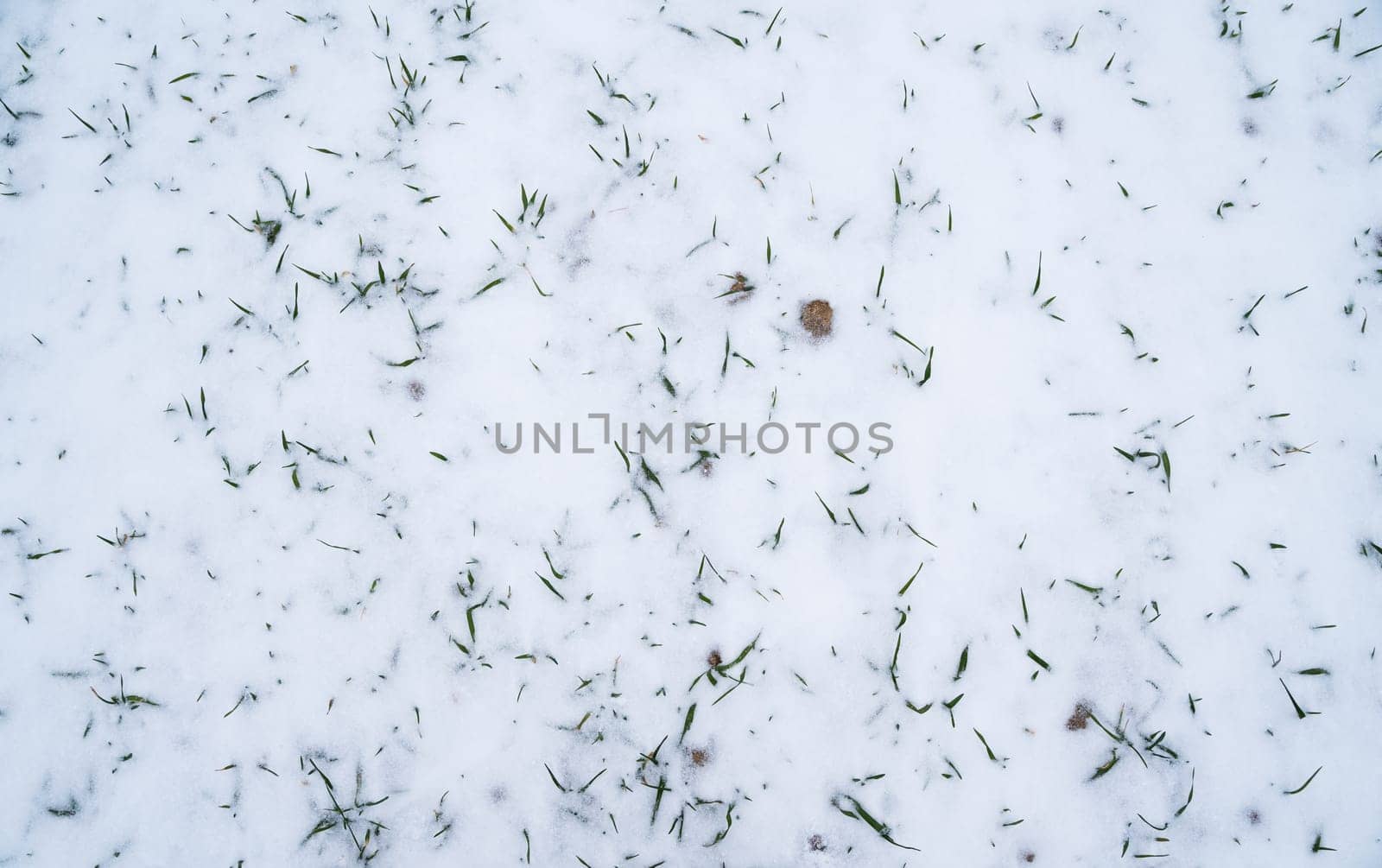 Green young sprouts of wheat, barley, rye under the layer of fresh snow in a spring