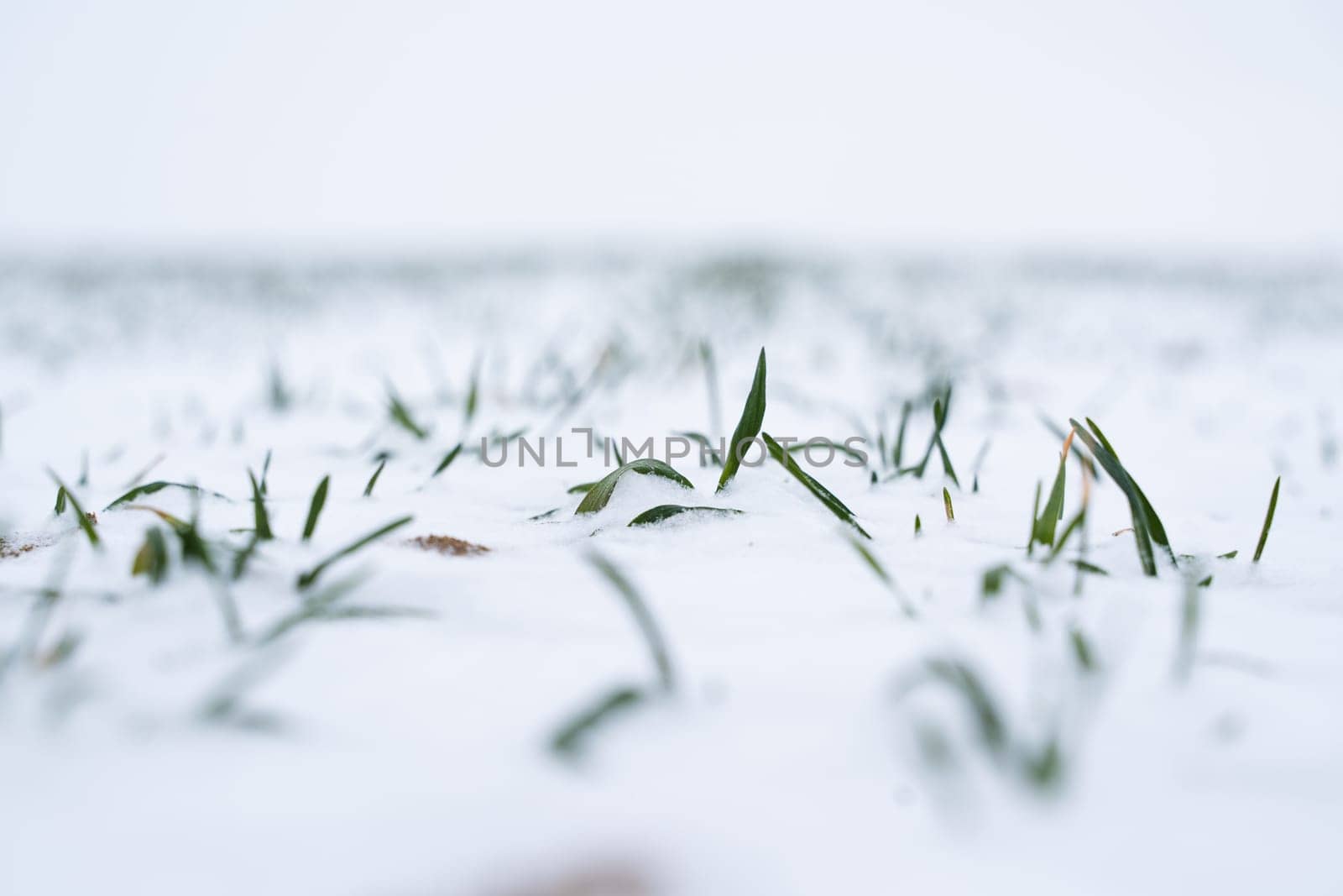 Close up green young sprouts of wheat, barley, rye under the layer of fresh snow in a spring