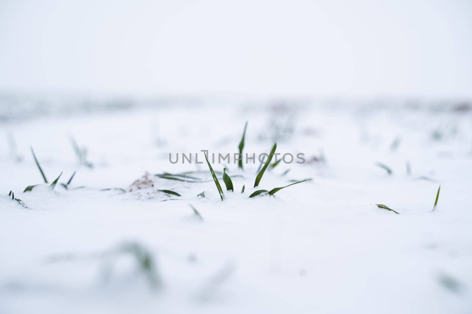 Wheat field covered with snow in winter season. Growing grain crops in a cold season. Agriculture process with a crop cultures