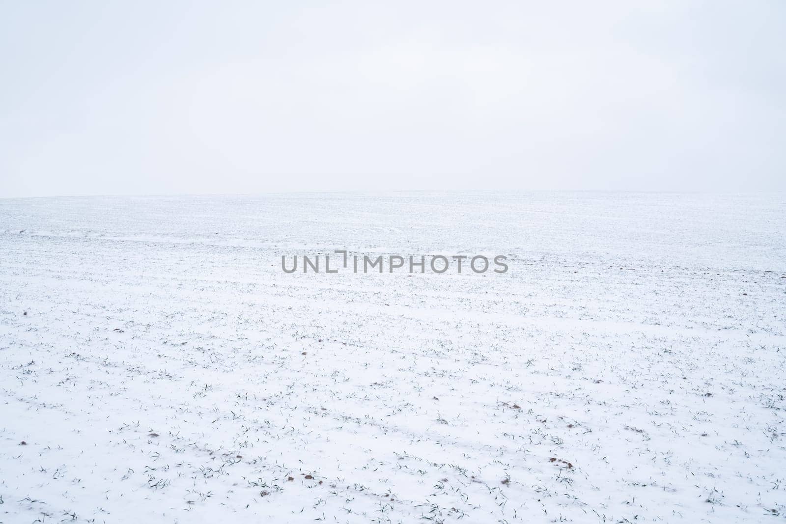 Green young sprouts of wheat, barley, rye under the layer of fresh snow in a spring. by vovsht