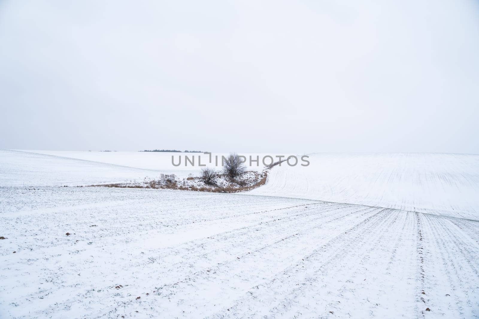 Landscape of wheat field covered with snow in winter season. Agriculture process with a crop cultures. by vovsht