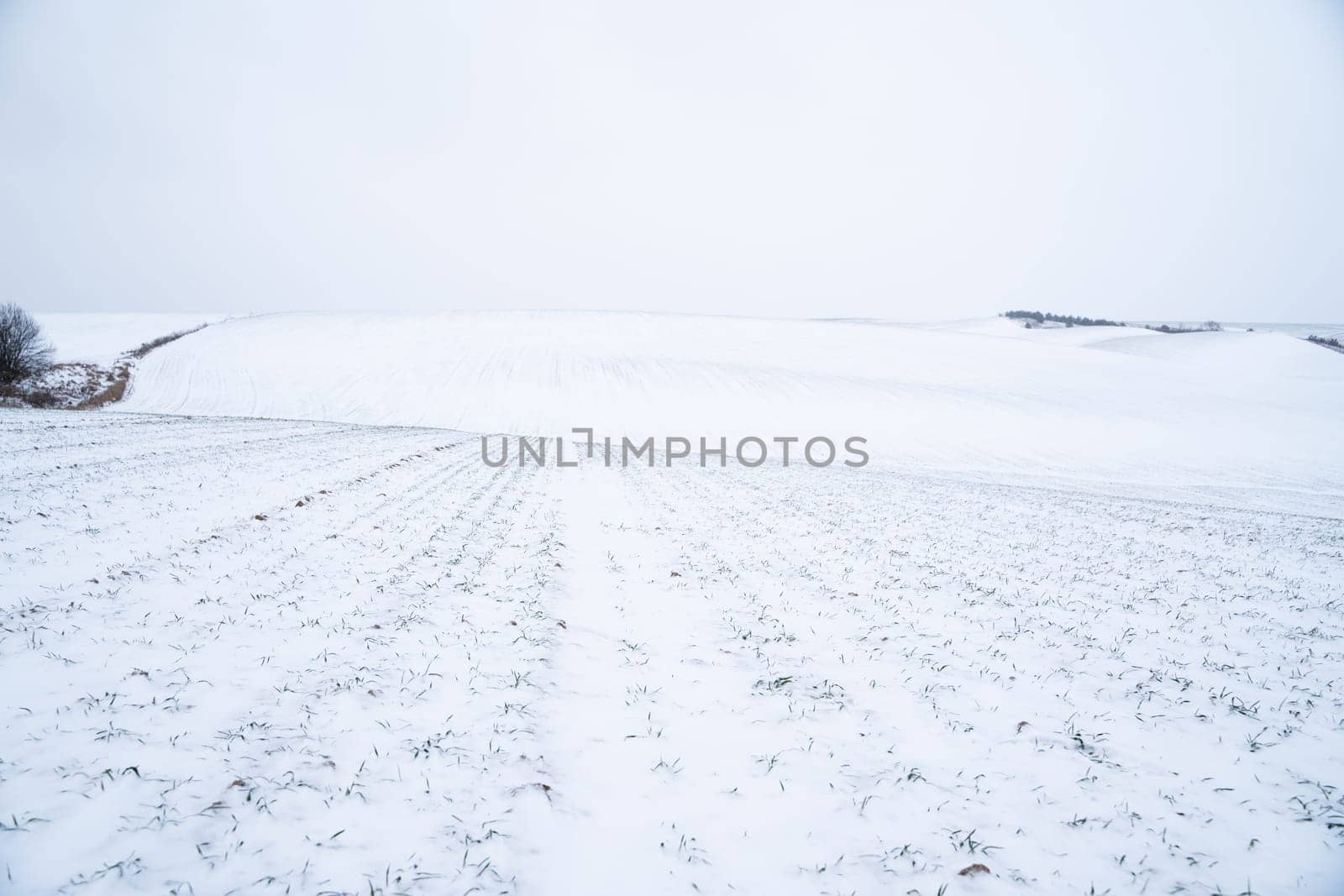 Landscape of wheat field covered with snow in winter season. Agriculture process with a crop cultures