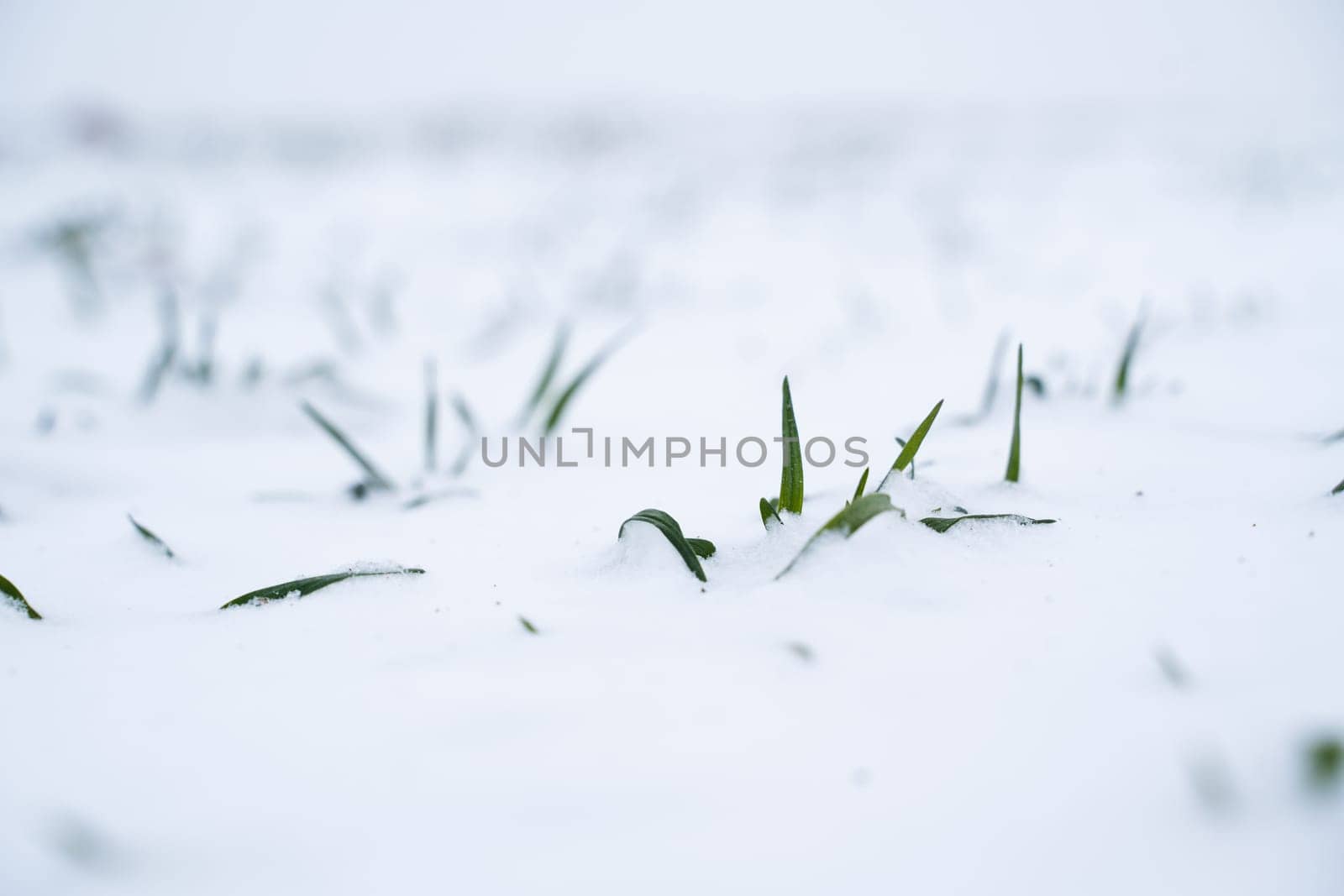Green young sprouts of wheat, barley, rye under the layer of fresh snow in a spring. by vovsht