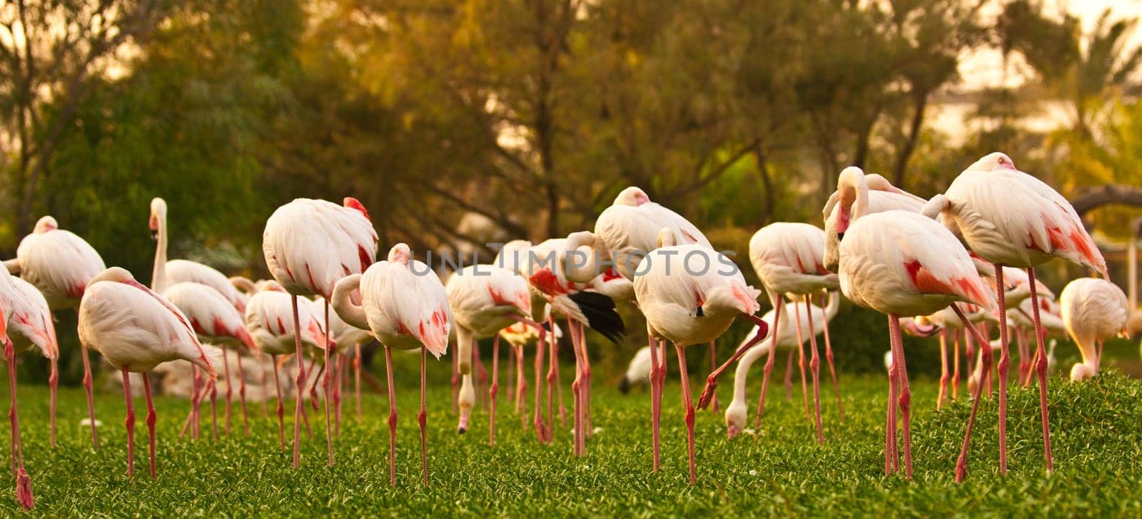 Discover the beauty of the Greater Flamingo, a majestic pink bird found in Al Areen Wildlife Park, Sakhir, Bahrain. Illuminated with a vibrant stock image.