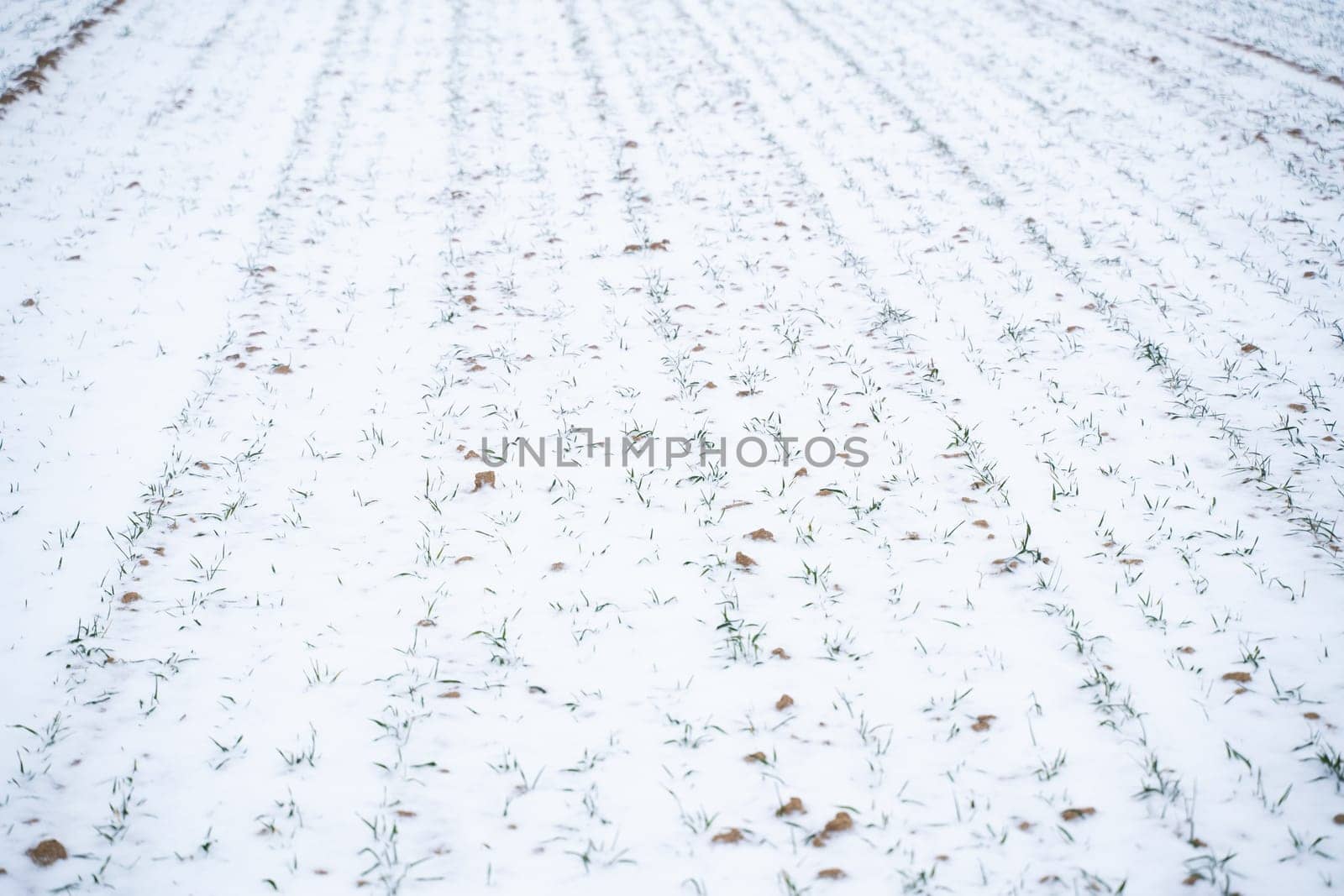 Sprouts of wheat under the snow in winter season. Growing grain crops in a cold season. Agriculture process with a crop cultures. by vovsht