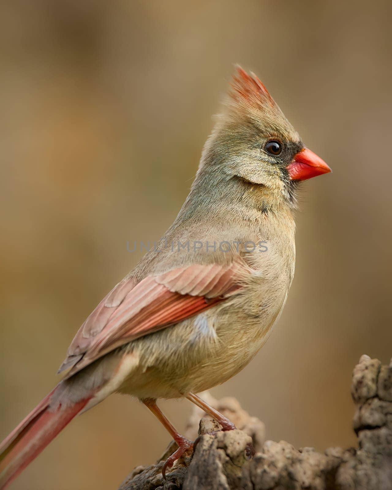 Female Cardinal standing on a perch early morning.